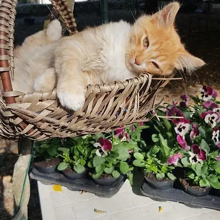 Il Gatto Nero * Castelveccana