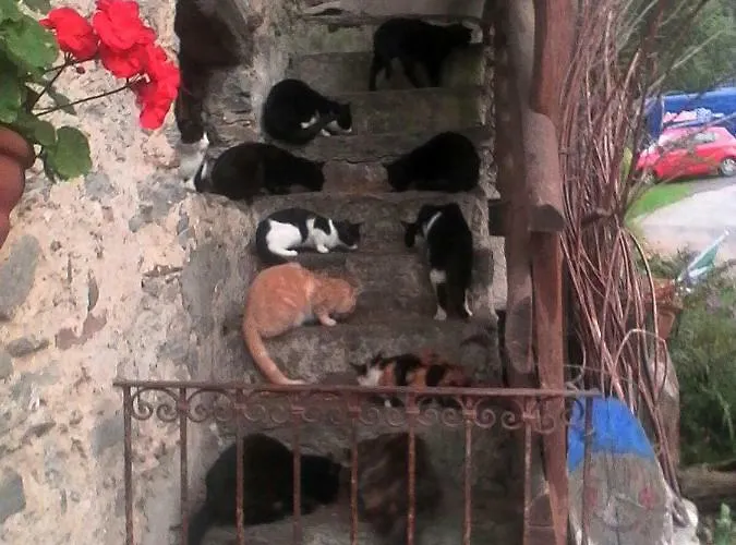 Il Gatto Nero